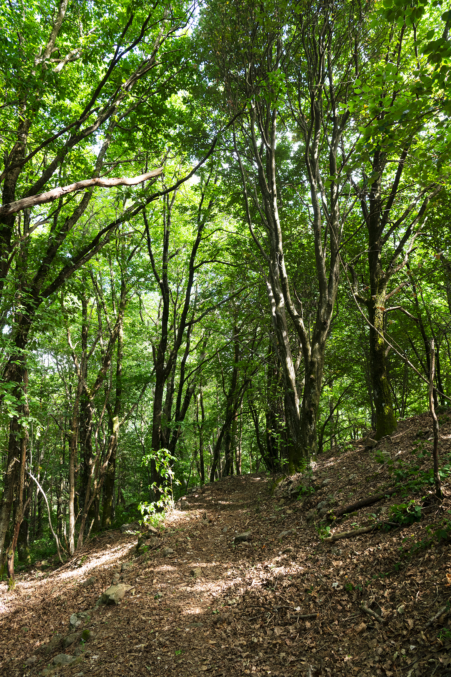 Nature